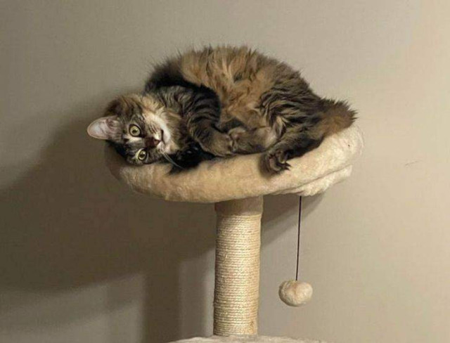 А цього котика нічого не радує / Фото Reddit    